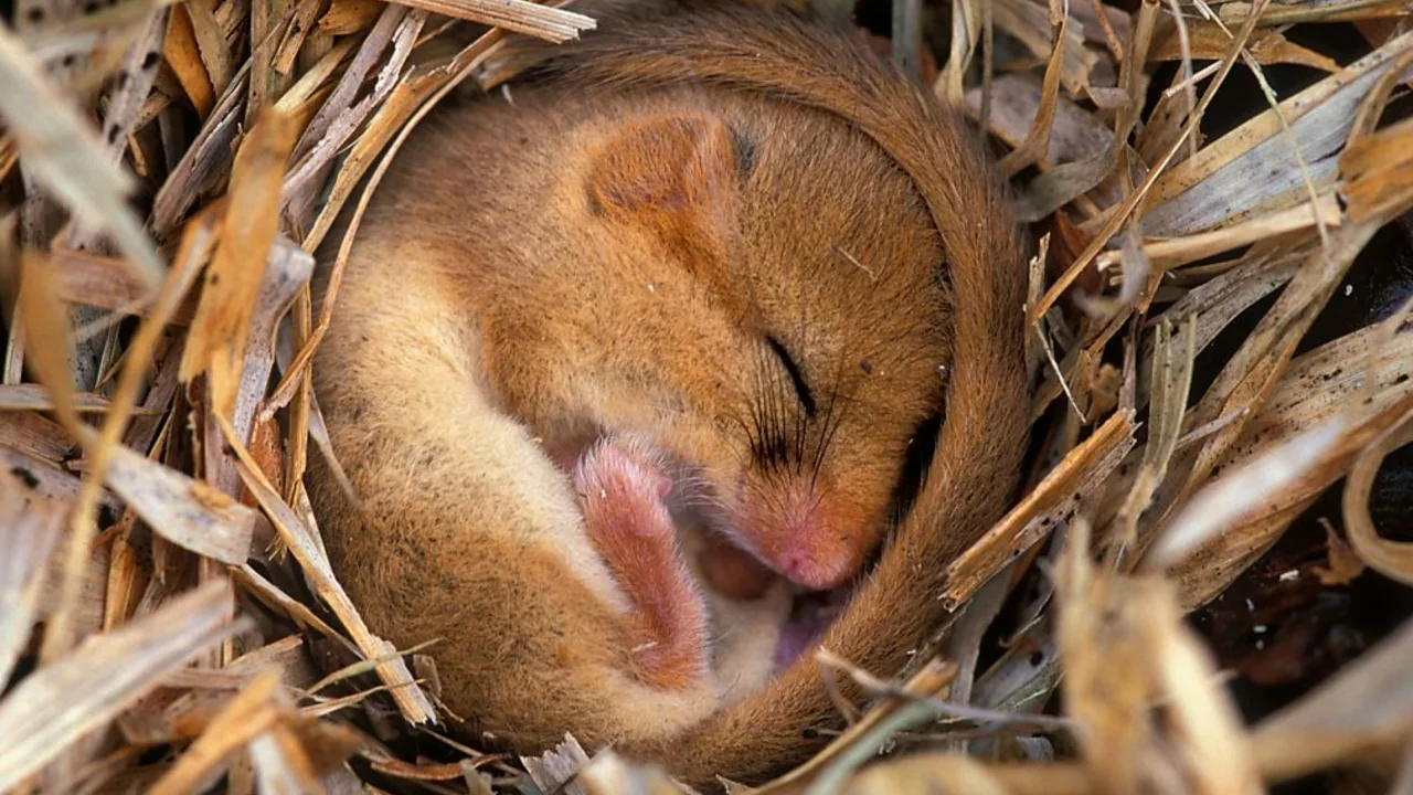 Which animals need hibernation in winter, and why?